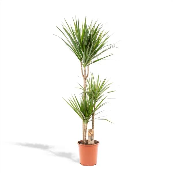 Dracaena Marginata - Ø21cm - h120cm