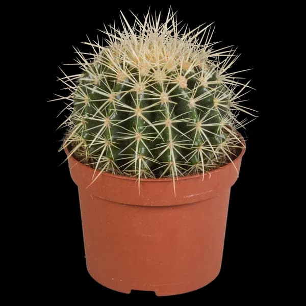 Echinocactus grusonii 12cm
