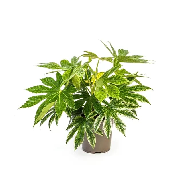 Fatsia Japonica Spider's Web Ø19cm - h45cm