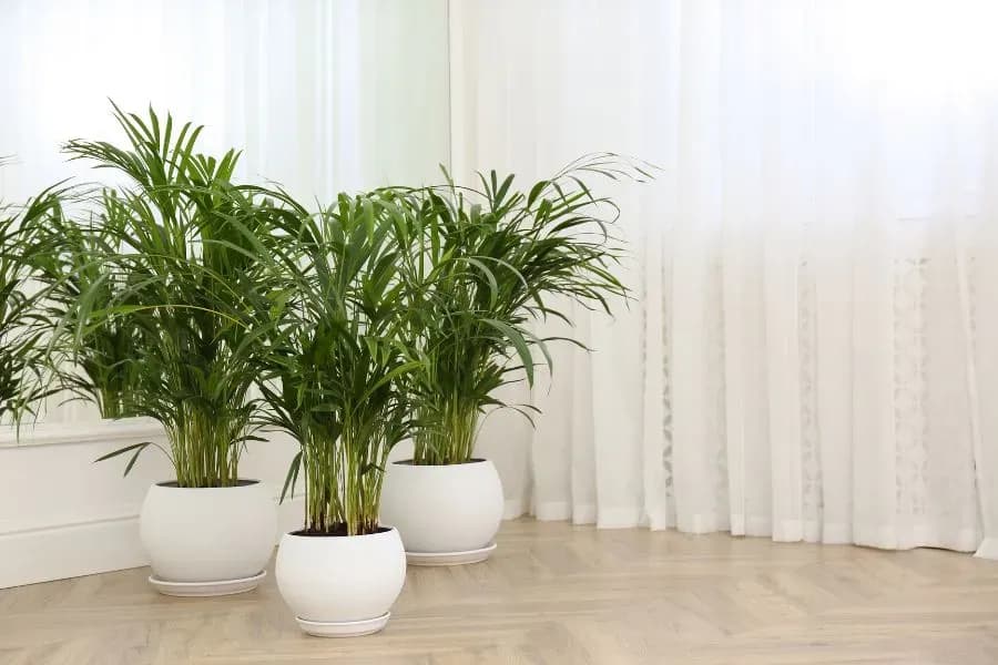 Warum bekommet Palme braune Spitzen?