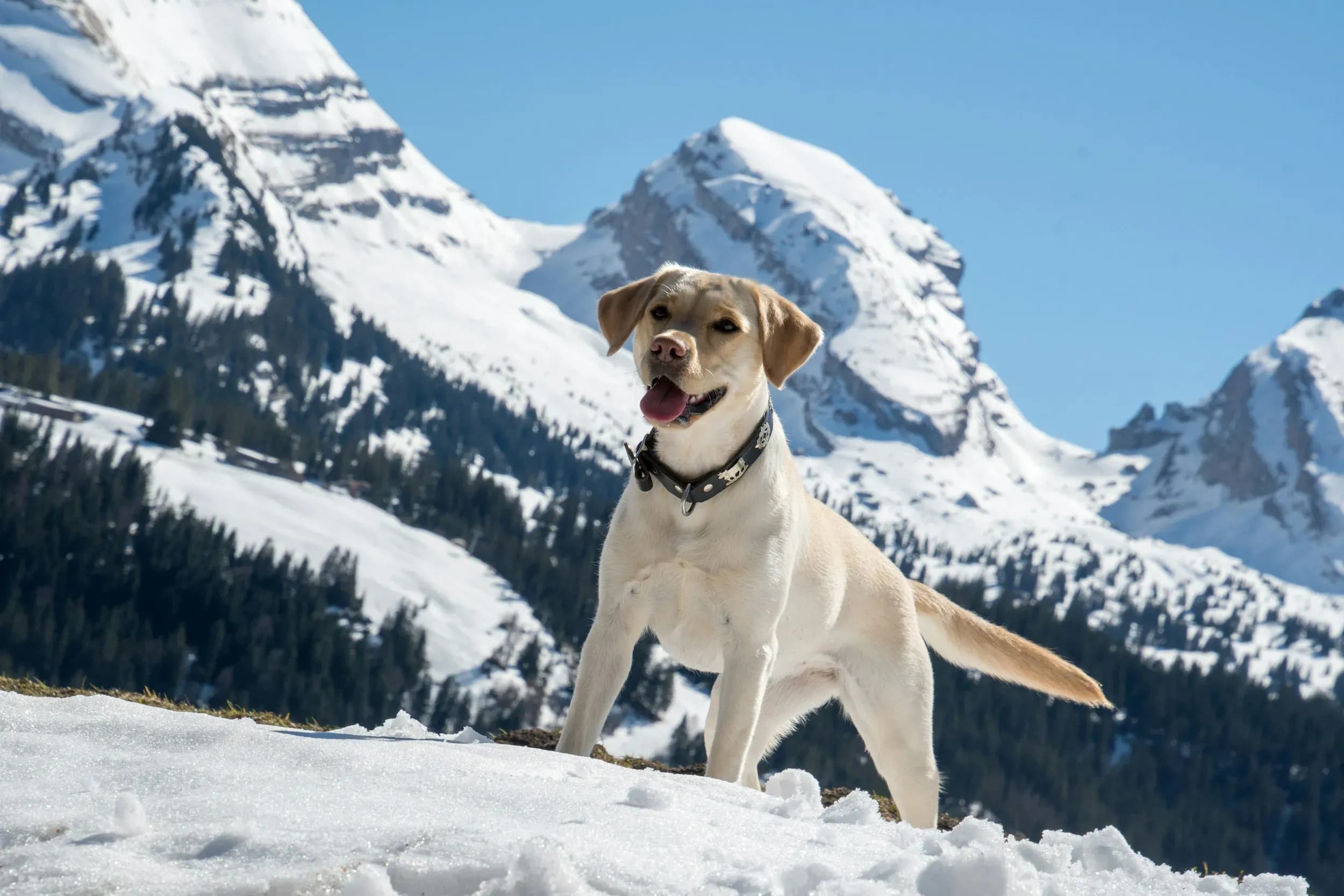 Exklusiver Bergurlaub mit Hund im Salzburger Land