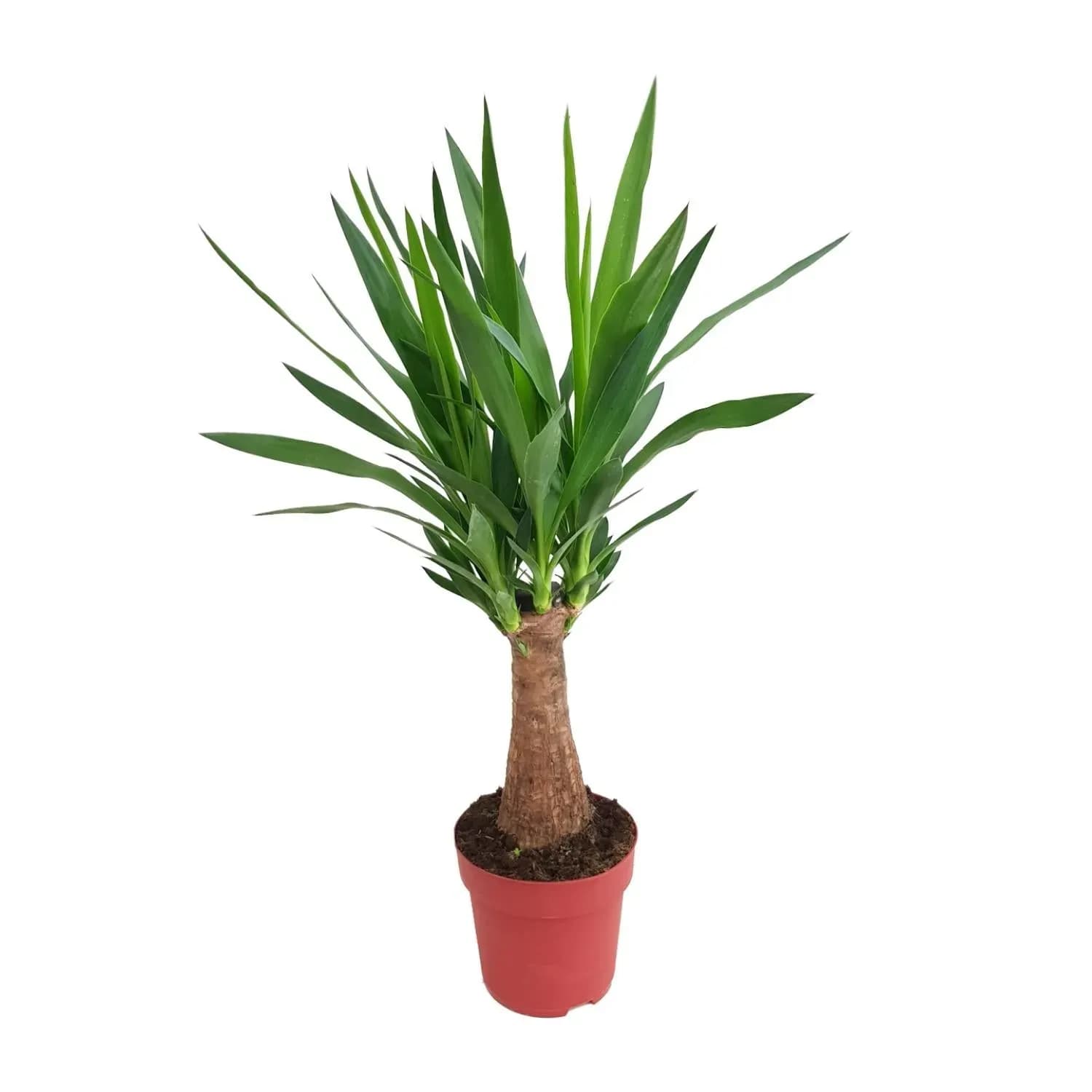 Yucca "Maya Tree" 30stam P19 - Ø19cm - h80cm