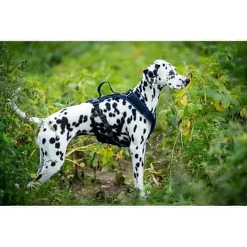Beat Grossenbacher  Vary Pro Guide Hundegeschirr
