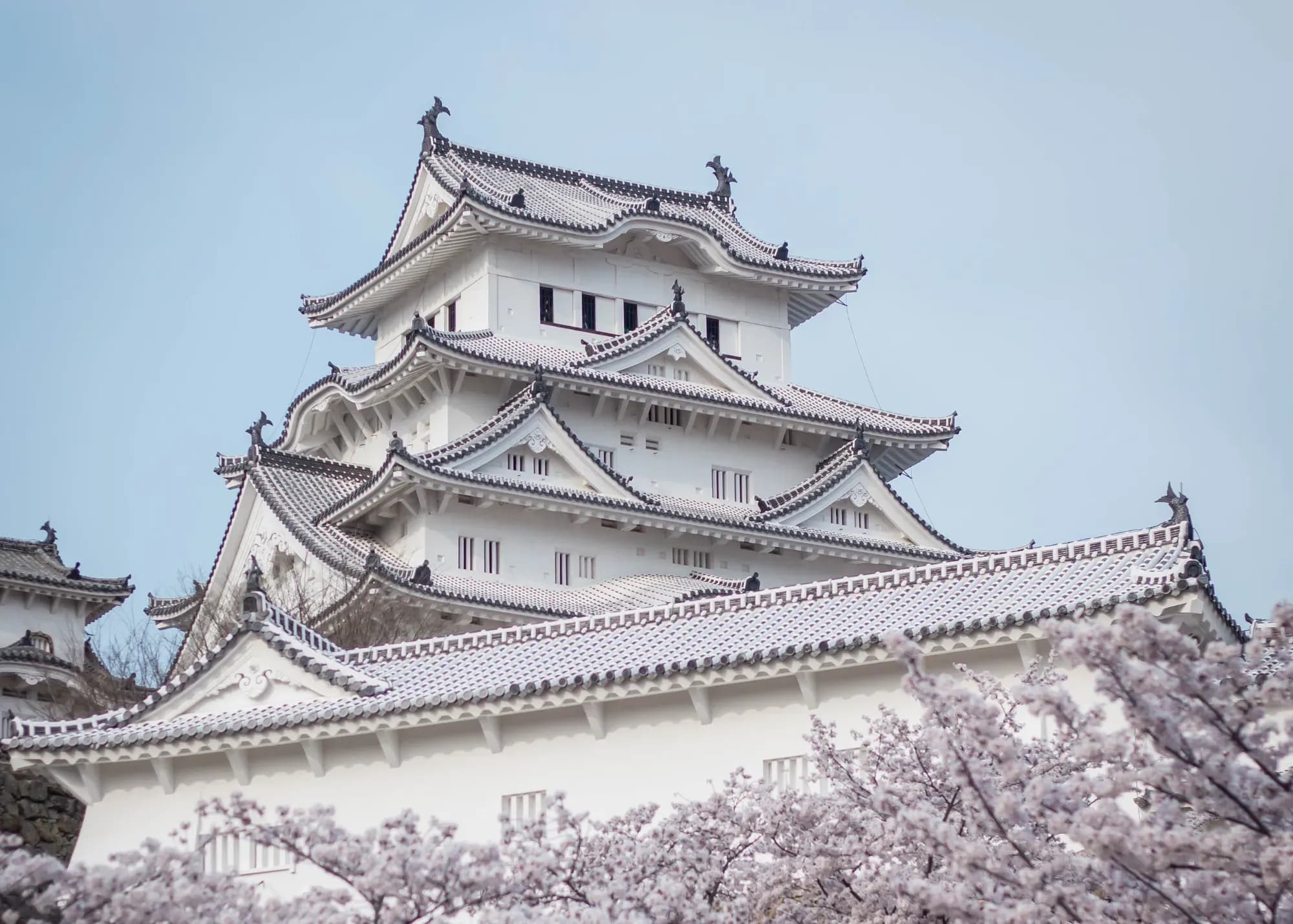 Japan zur Kirschblüte