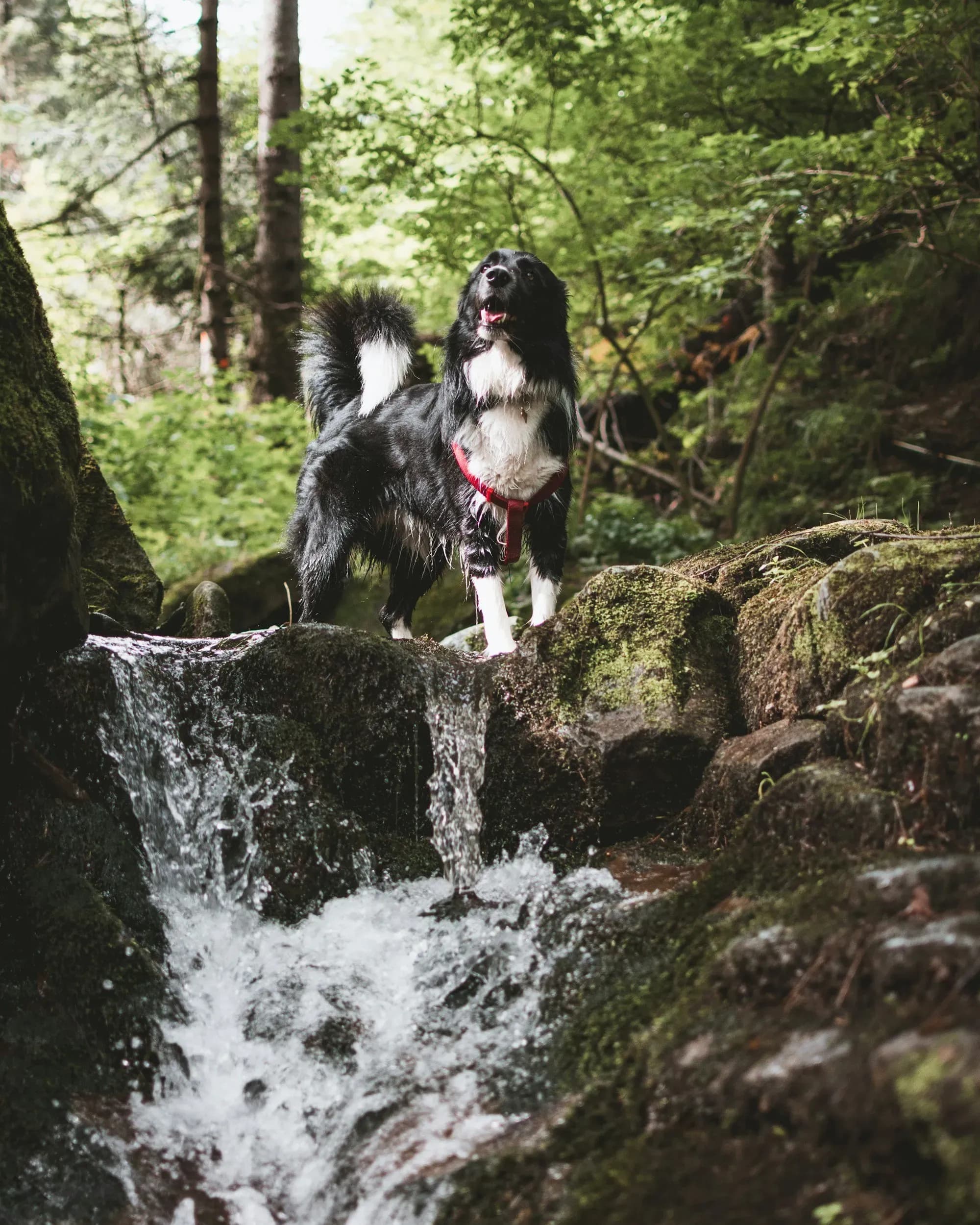 Erstklassige Ferienunterkunft für Hundebesitzer in den Bergen von Salzburg