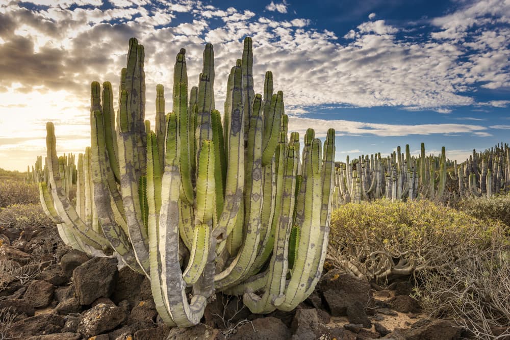 Höhepunkte Teneriffas