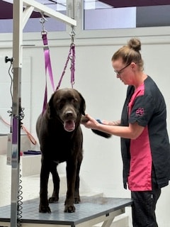 Hundefriseur in Brigittenau