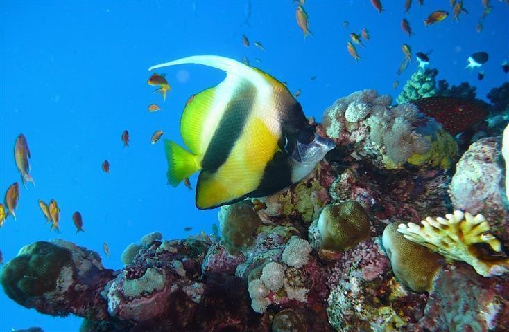 Tauchsafari auf den Malediven: Erkunde die besten Tauchspots