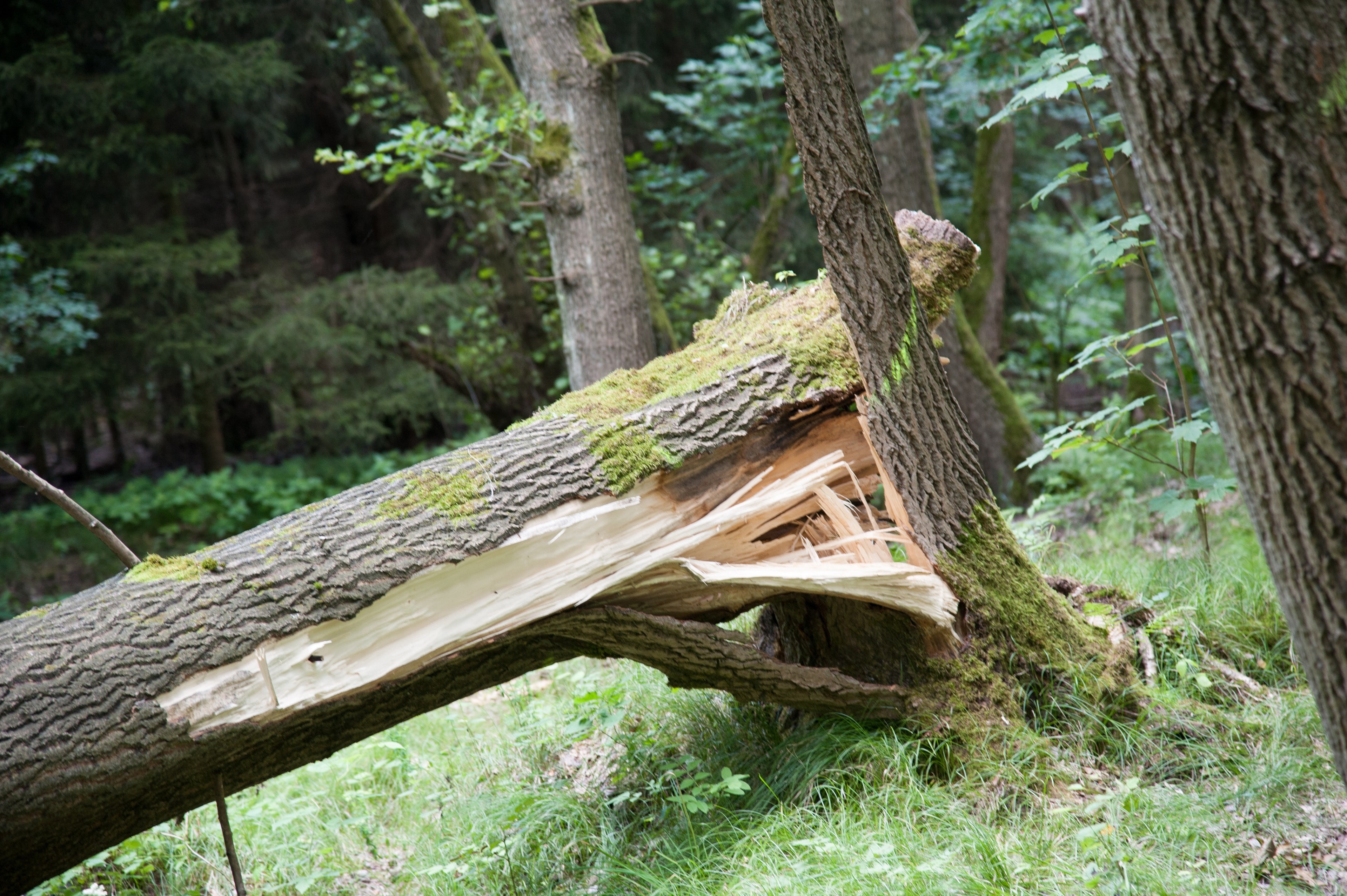 Sturmholzaufarbeitung in Heidenheim und Ulm