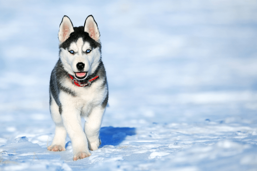 Erlebe die Welt der Schlittenhunde in Österreich