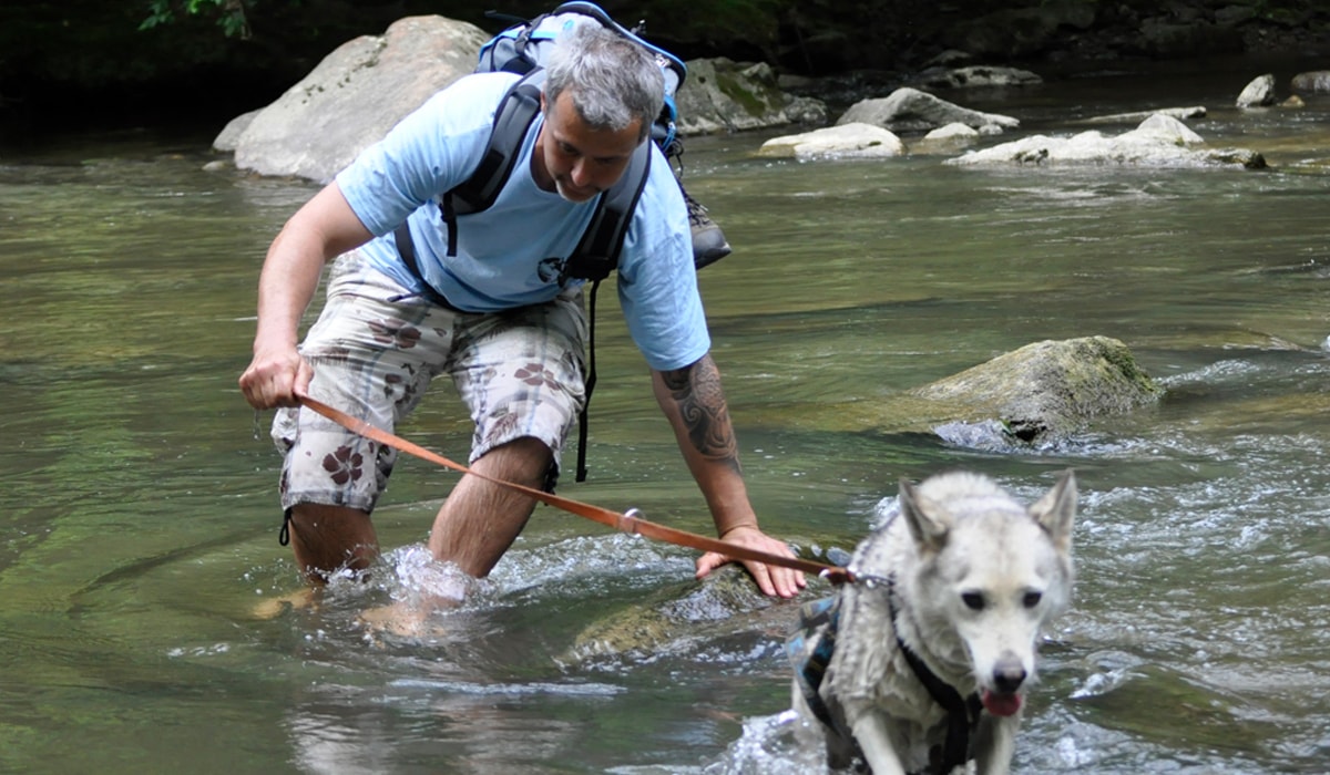Faszinierende Husky-Erlebniswanderung im Waldviertel