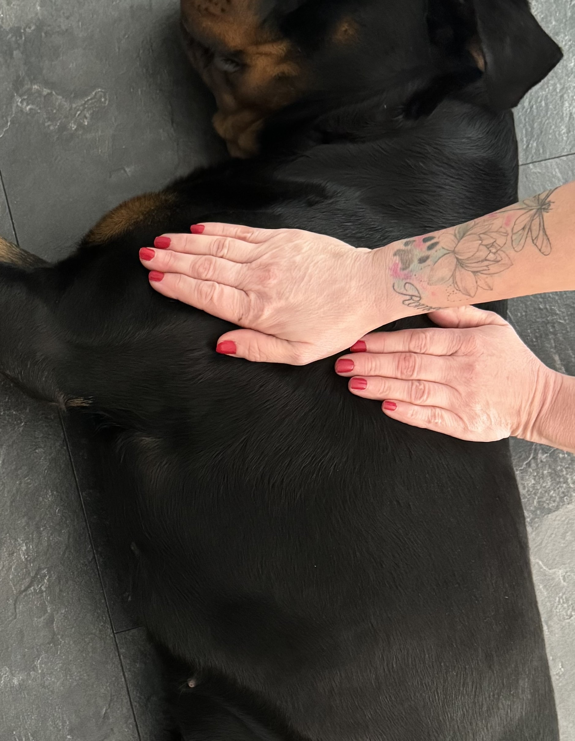 Hundemassage in 1210 Wien