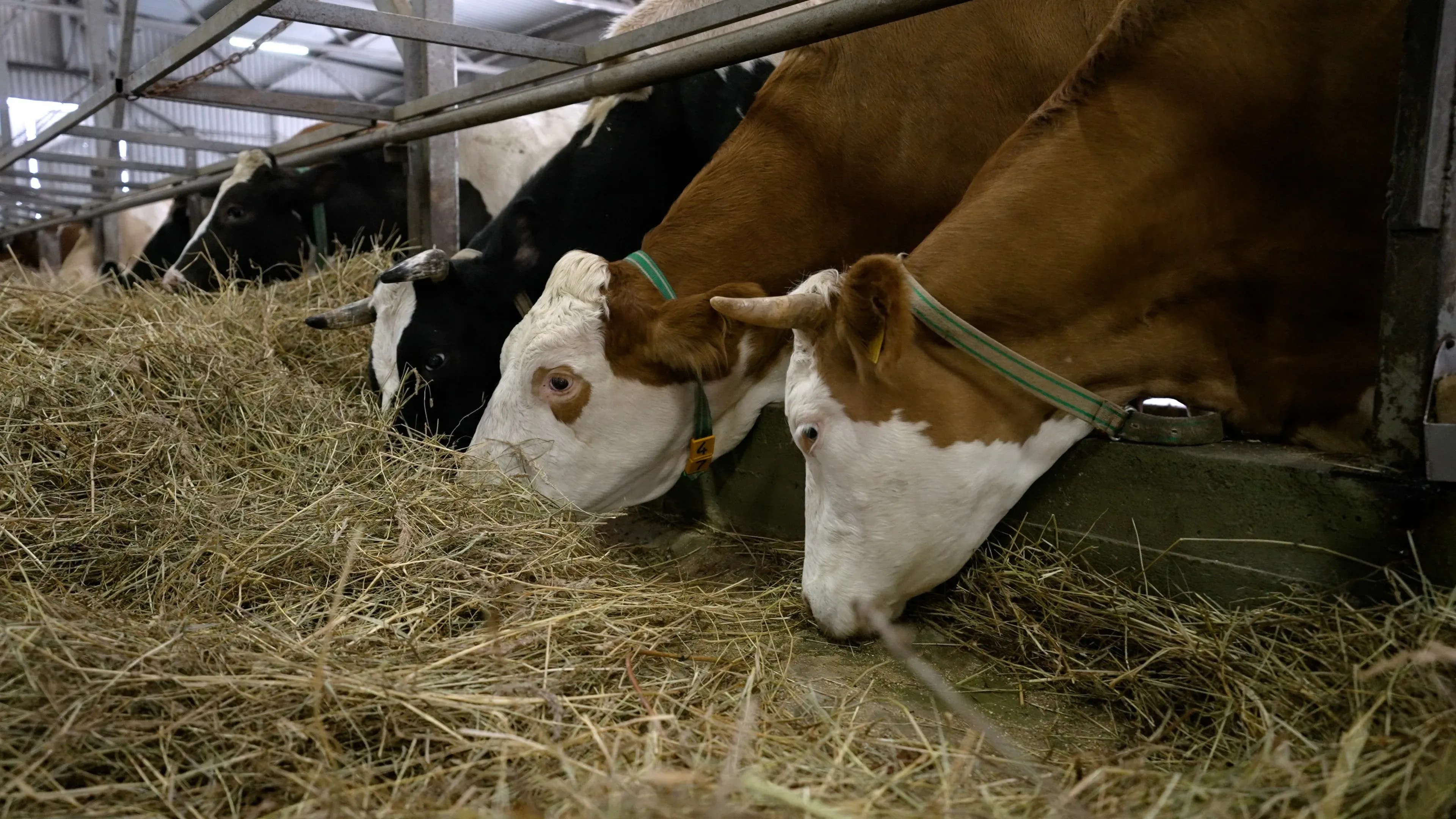 Economic Benefits of Improved Barn Ventilation
