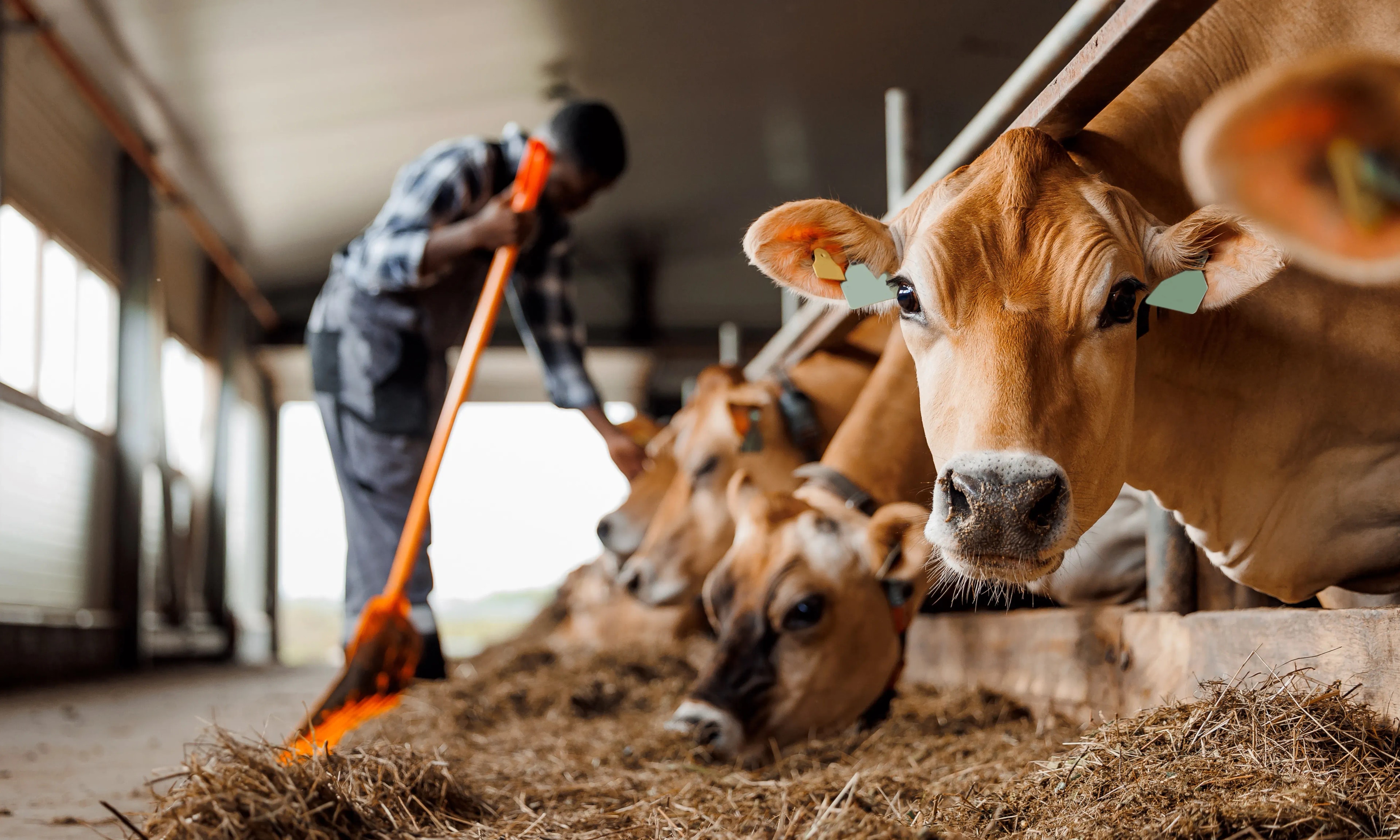 Best Ventilation for Livestock Barns